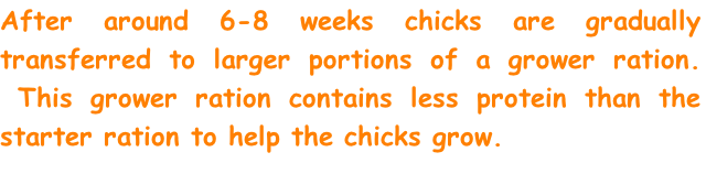After around 6-8 weeks chicks are gradually transferred to larger portions of a grower ration.  This grower ration contains less protein than the starter ration to help the chicks grow.